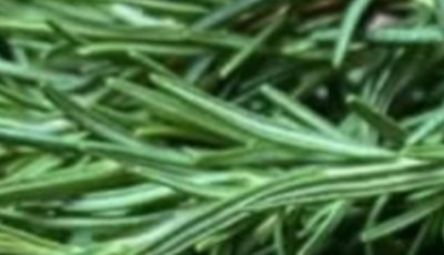 Thyme: Medicinal Uses, Benefits, And Home Remedies