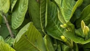 High blood sugar? Drink guava leaf tea in the morning…
