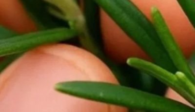How to grow this plant abundantly at home.
