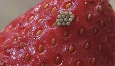 White Worms in Strawberries? What Happens When You Soak Berries in Salt Water (And If They’re Still Safe to Eat)