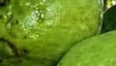 hypoglycemia.ConclusionGuava
