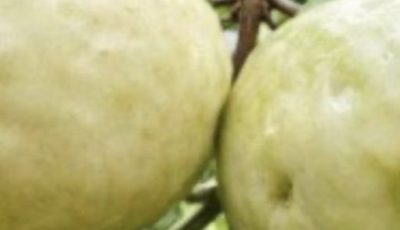 The Surprising Health Benefits of Guava: A Nutrient-Packed Fruit Worth Adding to Your Diet