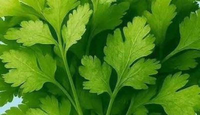Search Results for: Cleanses the Liver 150 Times More Powerful Than Garlic and Lemon: Grandma’s Miracle Recipe
