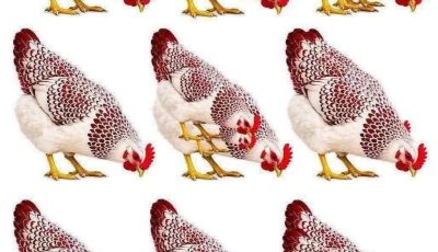 A simple-looking picture of chickens has become the latest brain teaser to capture the internet’s attention—and it’s harder than it looks. At first glance, the image appears to show nine hens pecking at the ground. But hidden within the flock is an extra chicken, cleverly blended into the arrangement. The challenge? Find it without giving up too quickly. Puzzles like this have become a favorite pastime on social media because they test more than just eyesight. They challenge the brain’s ability to recognize patterns, notice subtle differences, and focus on small details that are easy to overlook. see continuation on next page