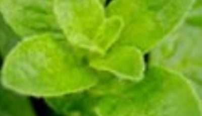 THE MOST POWRFUL PLANT