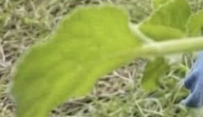 Dry Yeast for Plants: A Natural Plant Booster for Healthier Growth