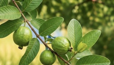 A natural method using guava leaves to treat eye problems, help improve