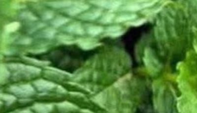 Peppermint juice with lemon: benefits, medicinal uses and how to prepare it correctly