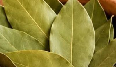Bay leaves are 100,000 times more powerful than Botox. They eliminate wrinkles, even at age 70