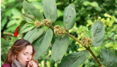 Euphorbia Hirta: Discover the incredible benefits and little-known uses of this medicinal plant