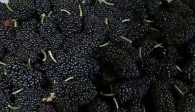 Mulberry Smoothie