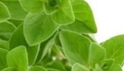 THE MOST POWERFUL PLANT