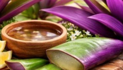 Purple Maguey: Benefits, Properties and Medicinal Uses