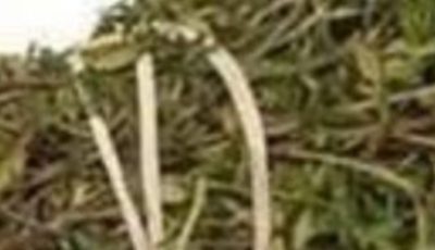 The Most Potent Herb That Destroys Parasites, Urinary Tract