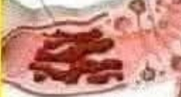 The Digestive Process: How the Body Separates Food from Waste