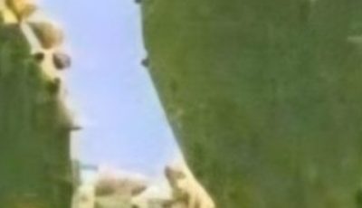 CACTUS OR CACTUS KNOWN AS PLANT OF LIFE