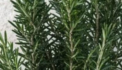 Drink rosemary tea on an empty stomach for 15 days and you will no longer suffer from indigestion…see more