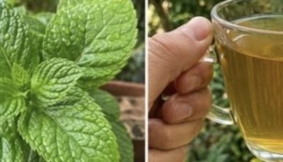 Soursop Leaf and Mexican Oregano Tea: Benefits, Recipe, and Safe Use