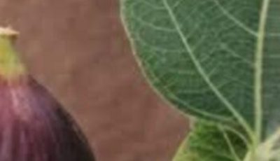 The Power of Fig Leaves: Hidden Benefits in These Leaves