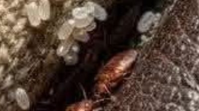 Search Results for: I Discovered This Hidden in a Crack in My Sofa