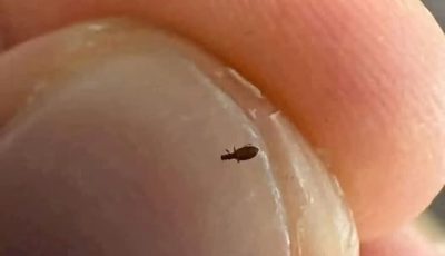Bug found in my friends hair. What is it