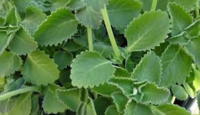 A Scientific Look At Oregano’s Role In Supporting Wellness