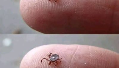 Here’s What to Do If You Spot a Lone Star Tick!!!!