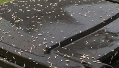 Found Tiny White Worms in Your Trash? Here’s What They Really Are