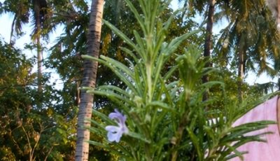 Rosemary: The Natural Secret That Boosts Circulation and Helps Reduce Varicose Veins at Home