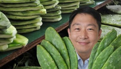 Nopal Cactus Benefits: Why This Ancient Superfood Is Gaining Global Attention
