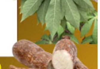 Cassava Leaves Benefits: Uses, Preparation, and Health Considerations