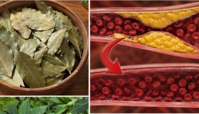 Four Traditional Herbal Leaves for Everyday Wellness: Avocado, Mango, Bay Laurel, and Guava