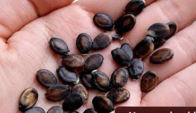 Watermelon Seed Tea A Simple Traditional Drink for Everyday Wellness