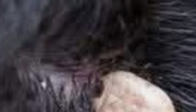 Just Discovered This in My Son’s Hair — What Is It? Should We Go to the Doctor?