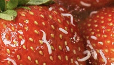Why Tiny White Worms Come Out of Strawberries in Salt Water