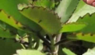 Kalanchoe: The Green Treasure That Relieves and Strengthens Your Health