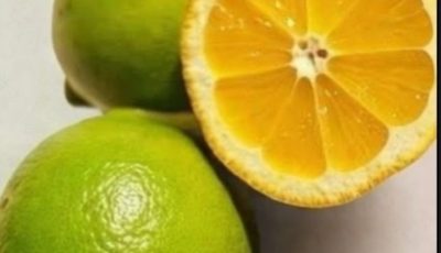 Lemon Peel Tea: A Refreshing, Natural Drink for Hydration and Daily Wellness 🍋
