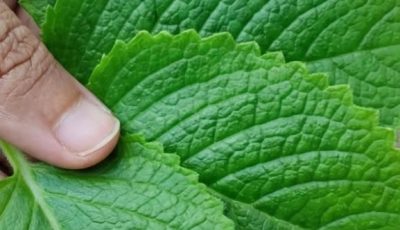 If You Have This Plant at Home, You Own a Hidden Treasure (And Didn’t Even Know It)