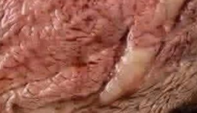 Prime Rib Perfection
